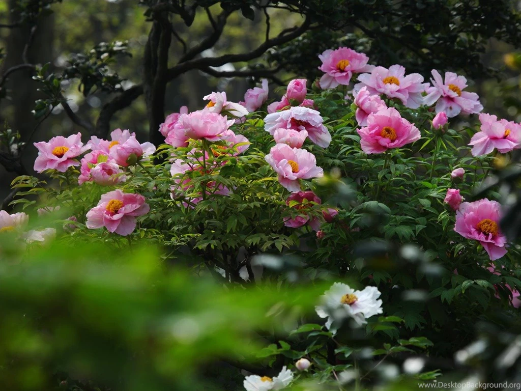 Garden bright Peony Flower Photography Wallpapers 1152x864 ...