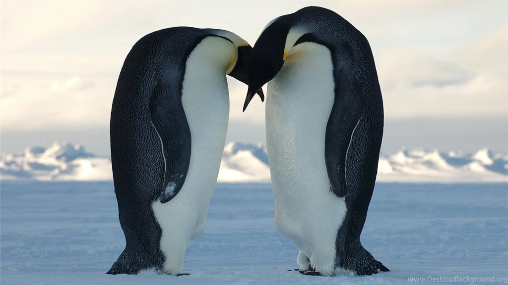 Penguine HD Wallpapers