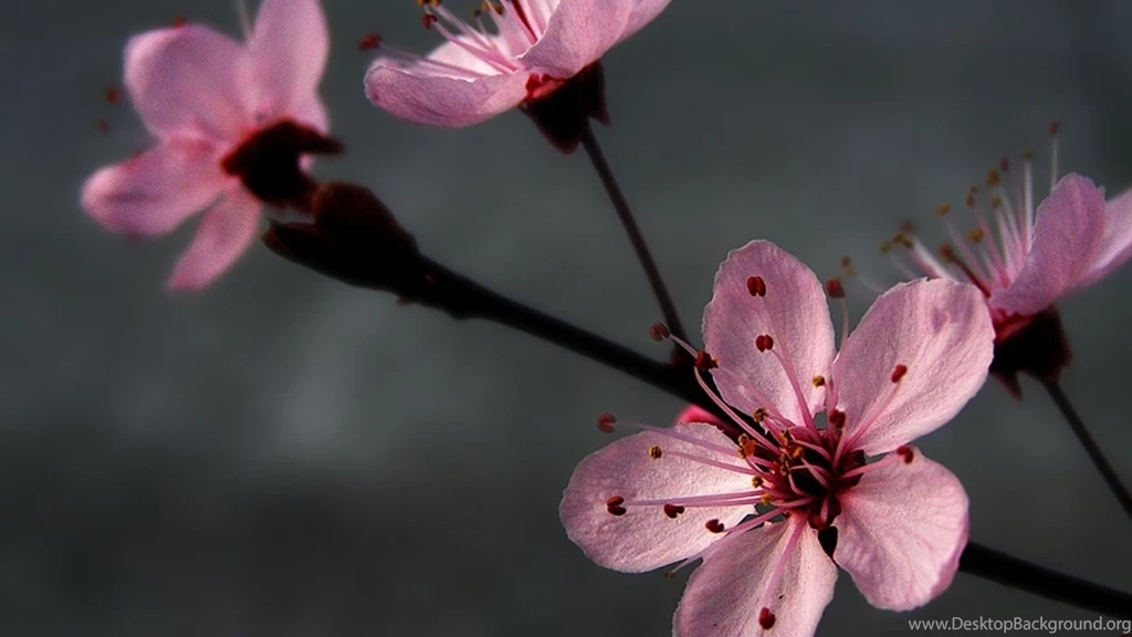 1366x768 Grey, Pink, Flowers Wallpapers And Pictures 29570