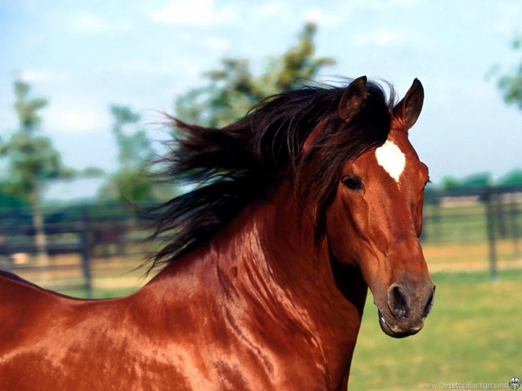 Wallpapers Red Horse 1600x1200