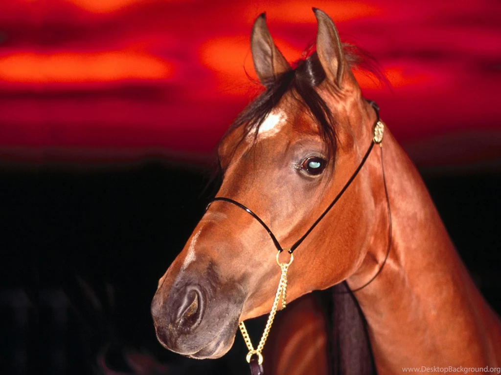 Jesus Power: Horse Wallpapers Hd