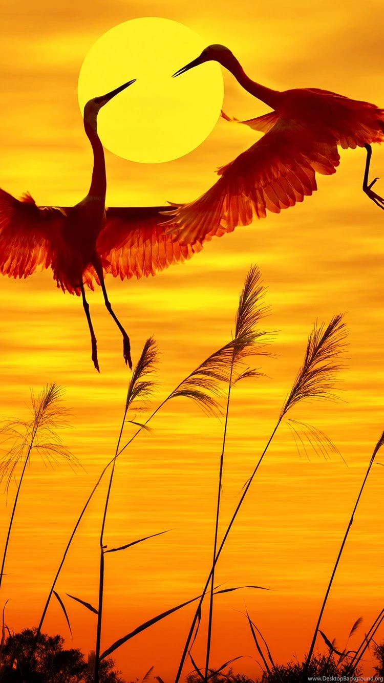 HD Lock Screen – The Beach At Sunset iPhone 6 Wallpapers