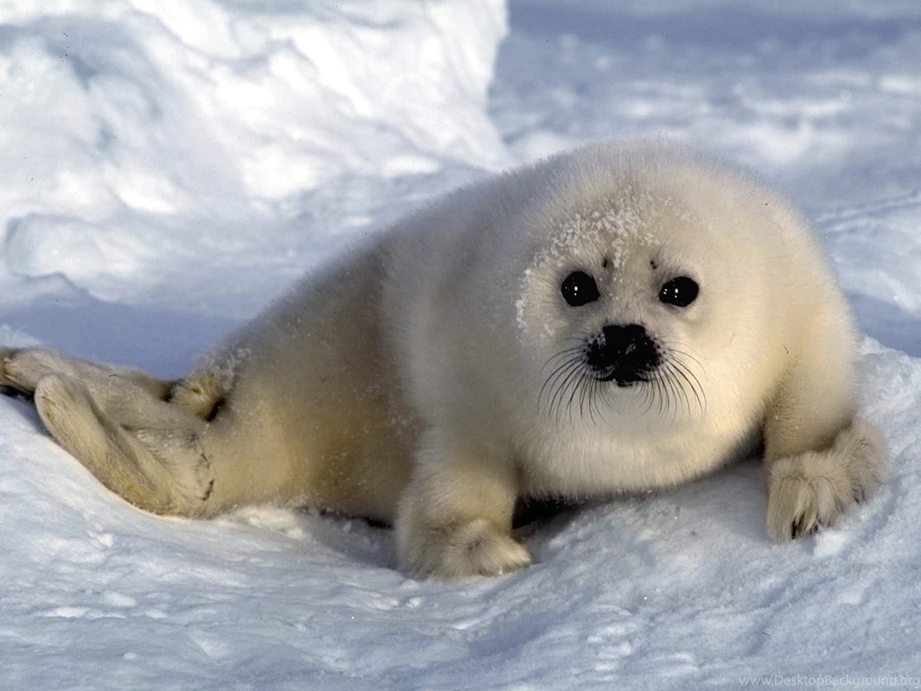 40 Amazing Animals HD Wallpapers