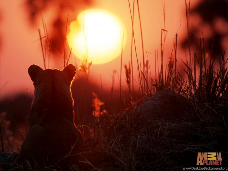 Amazing Lion Wallpapers The Animal Kingdom