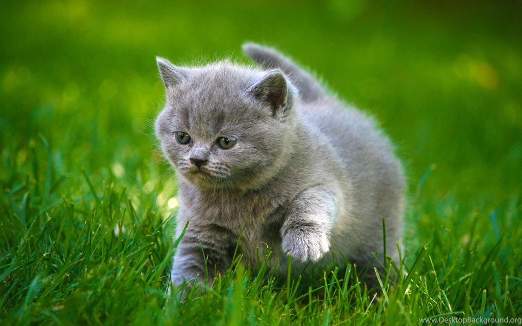 Cat Wallpapers 46 2880 X 1800 WallpaperLayer.com