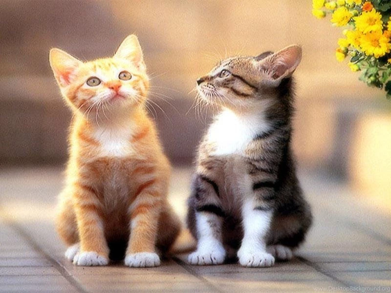 Beautiful Cats HD Wallpapers Android Apps On Google Play