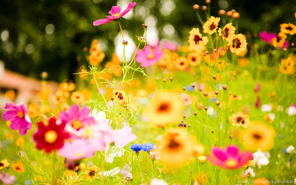 Colorful Flower Backgrounds Wallpapers Cave