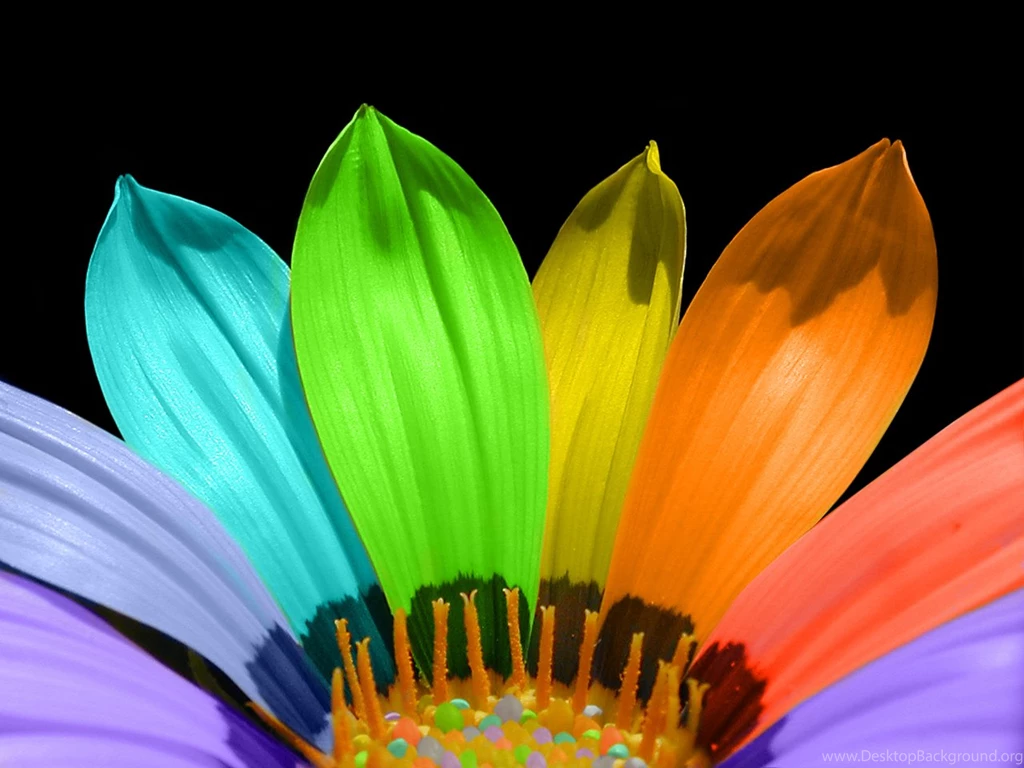Colorful Flower Desktop Wallpaper Backgrounds