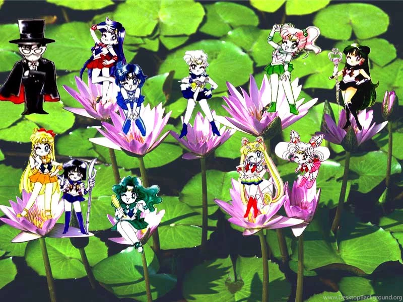 Sailor Scouts Sailor Senshi Wallpapers (15458261) Fanpop