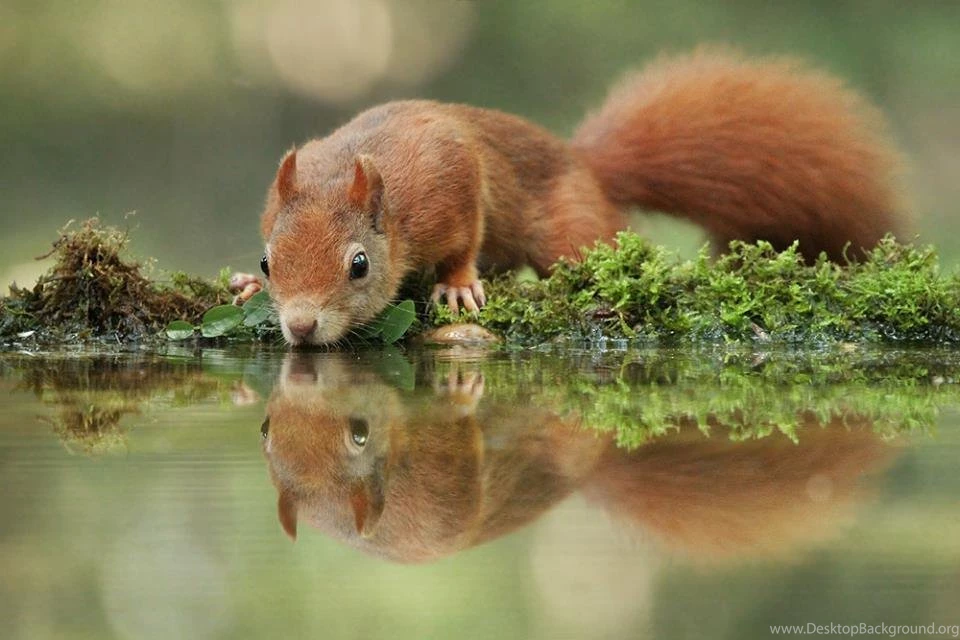 Wildlife Beautiful HD Wallpapers Collection 1 Wallpapers Download