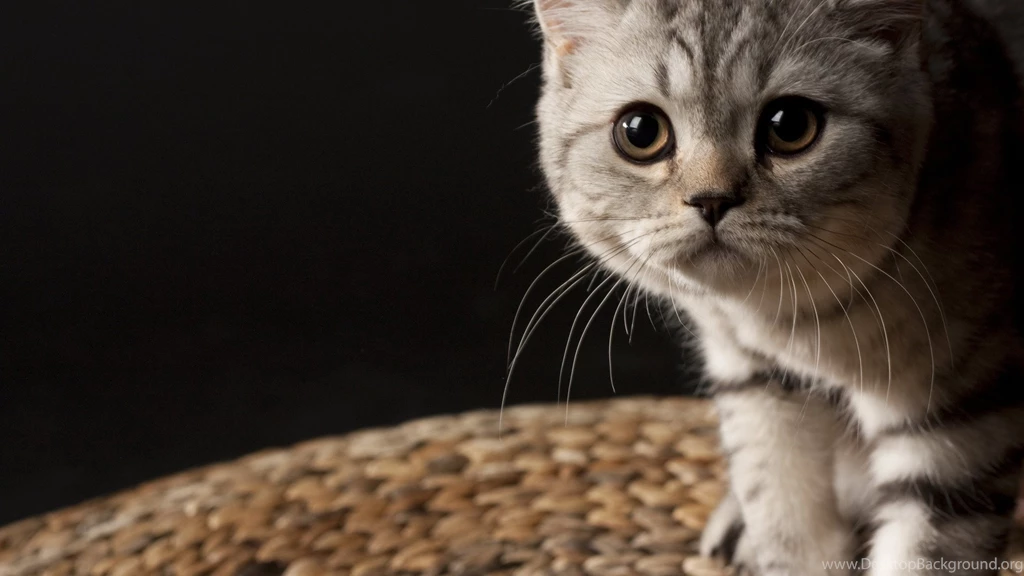 Collection Of Cute Cat Wallpapers