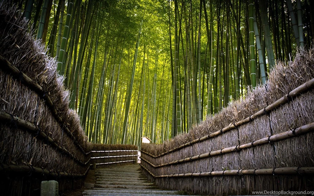 Old Bamboo Photography Wallpapers In The Memory Of A Lengthy Time 6 ...