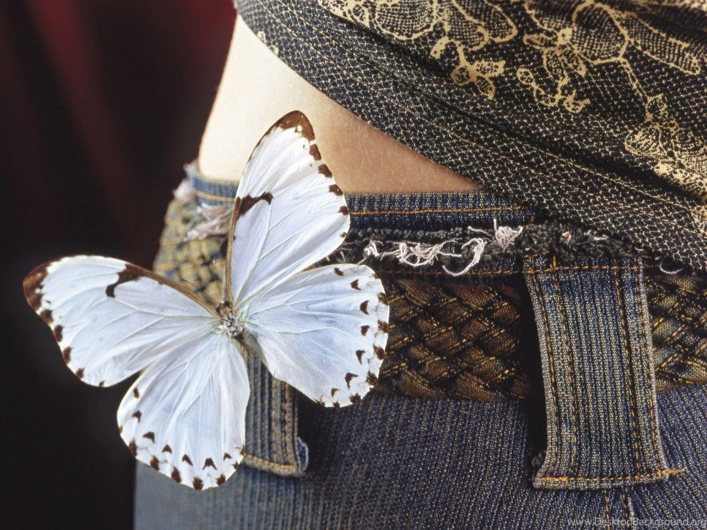 Butterflies: Butterfly White Insect Black Fly Butter Animals ...