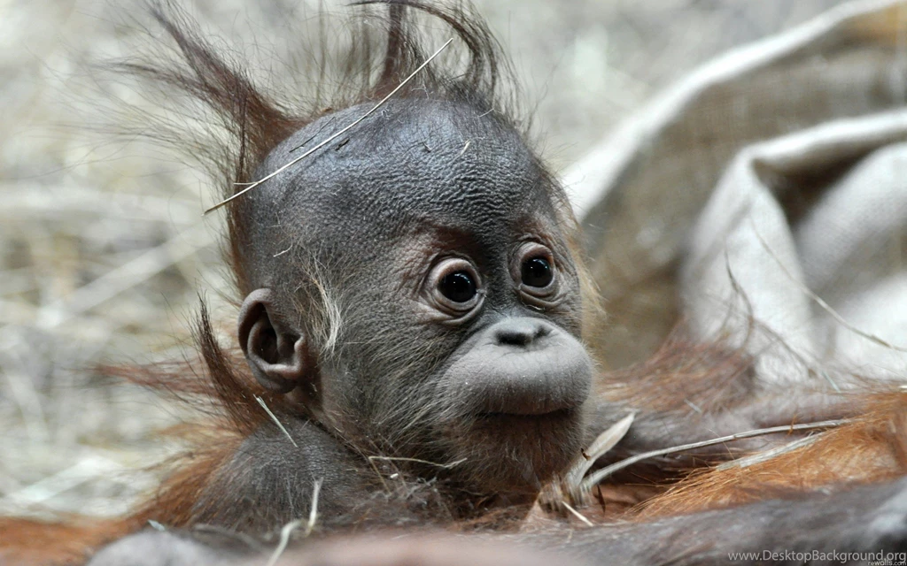 Baby Monkey Wallpapers And Images Wallpapers, Pictures, Photos