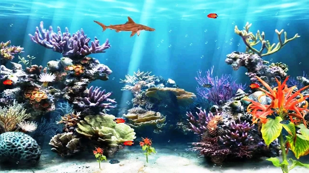 Moving Fish Wallpapers Gif – Best Wallpapers
