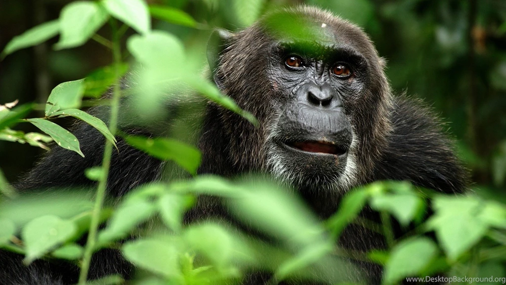 Monkey Computer Wallpapers, Desktop Backgrounds