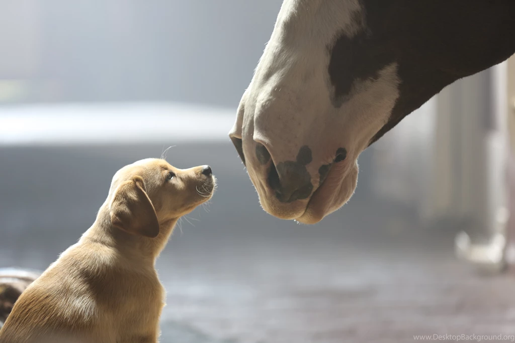 Anheuser Busch Announces Super Bowl XLVIII Ad Lineup Grocery ...