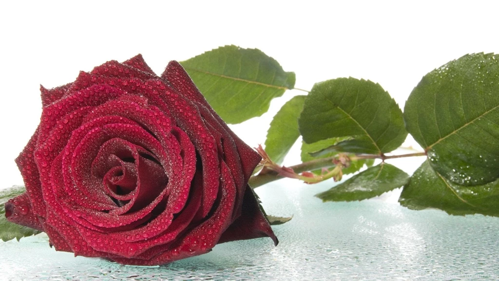 Red Rose Flower Wallpapers For Desktop Hd Wallpapers – Hd Wallpapers ...