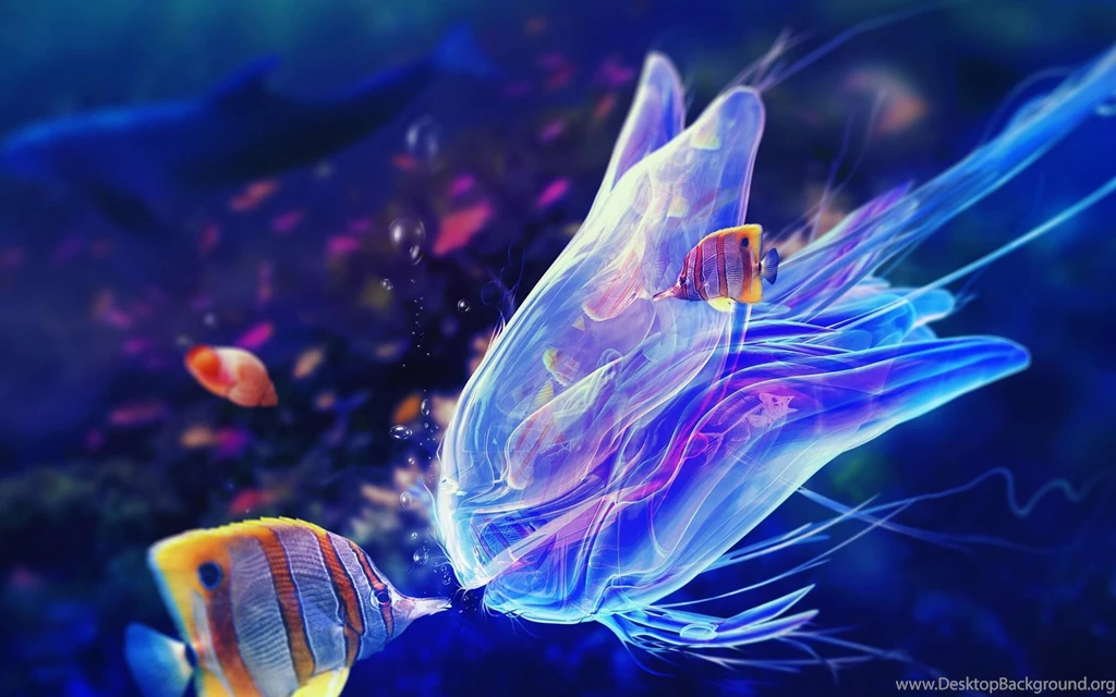 Jellyfish Wallpapers Wallpapers Cave