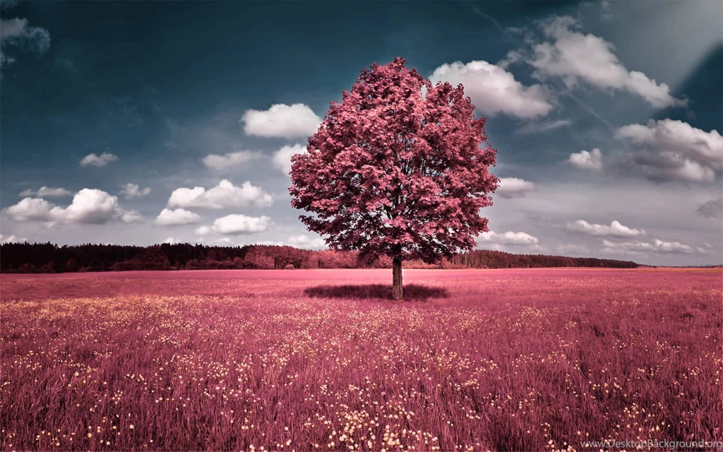 Pink Nature Wallpapers Wallpapers Cave