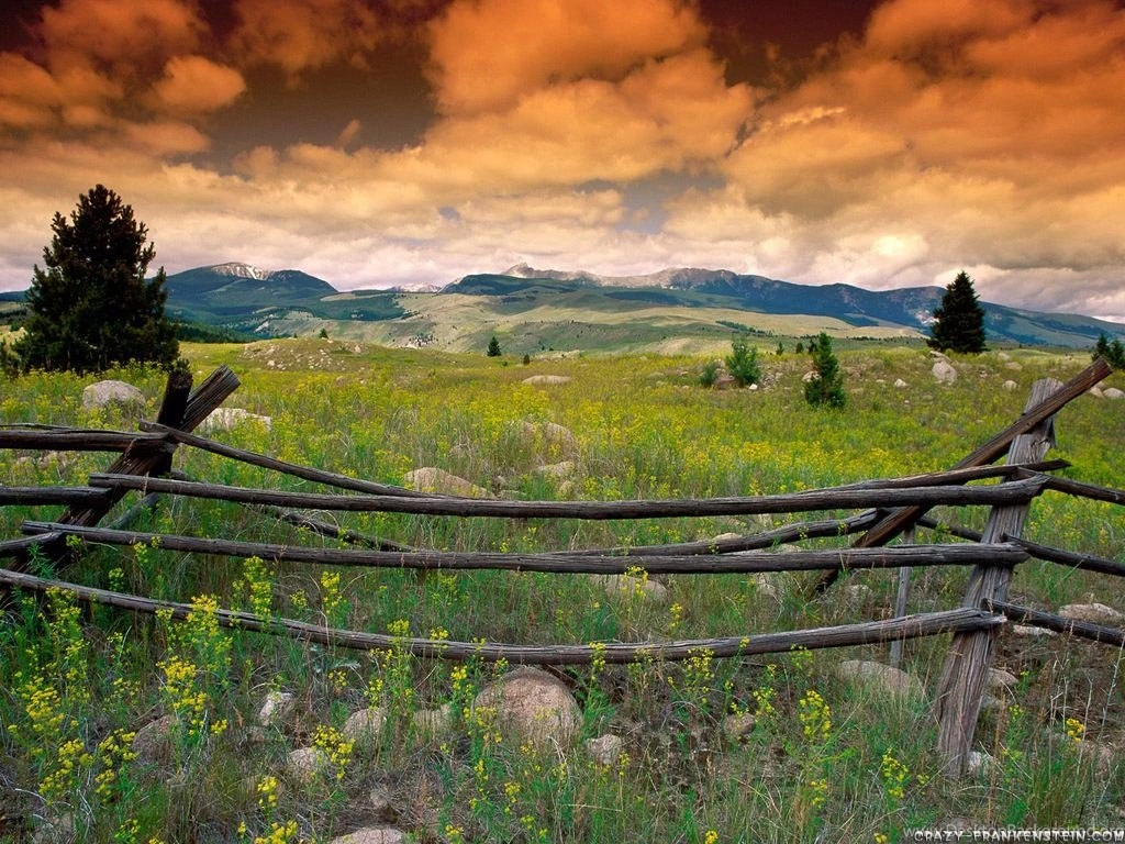 Wildflowers Flower Wallpapers Crazy Frankenstein
