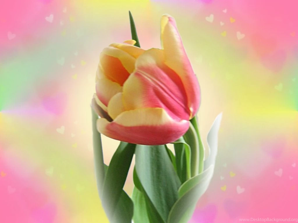 Wallpaper, Spring Flowers Wallpapers Hd Wallpaper, Backgrounds ...