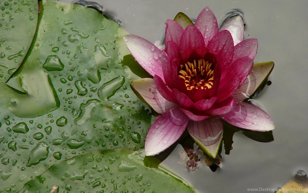 Pink And Yellow Water Lily Wallpapers The Pond Blog