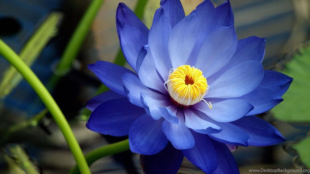 Water Lily Hd Wallpapers