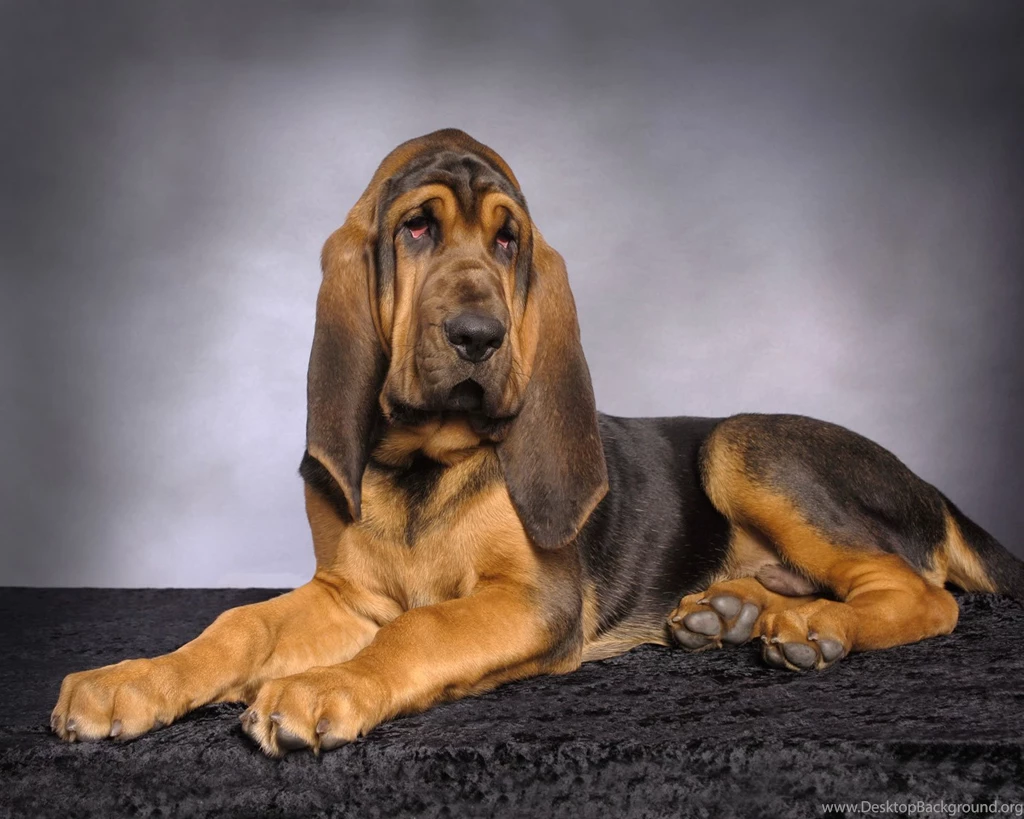 Bloodhound Dogs 13 Free Wallpapers DogBreedsWallpapers.com