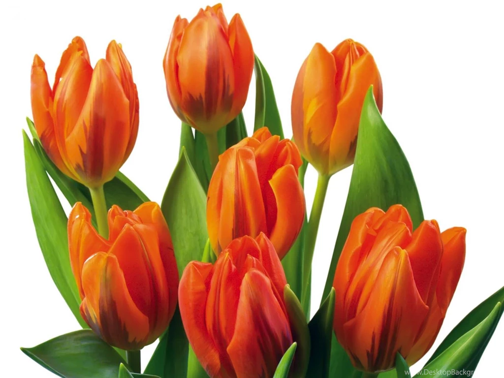 Tulip Flower Wallpapers Wallpapers HD Wide