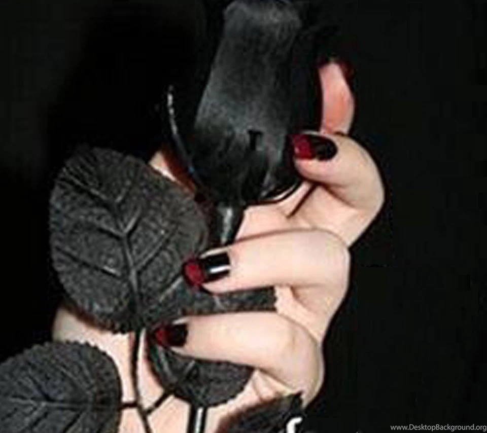 Black Rose Flower Related Keywords & Suggestions Black Rose ...