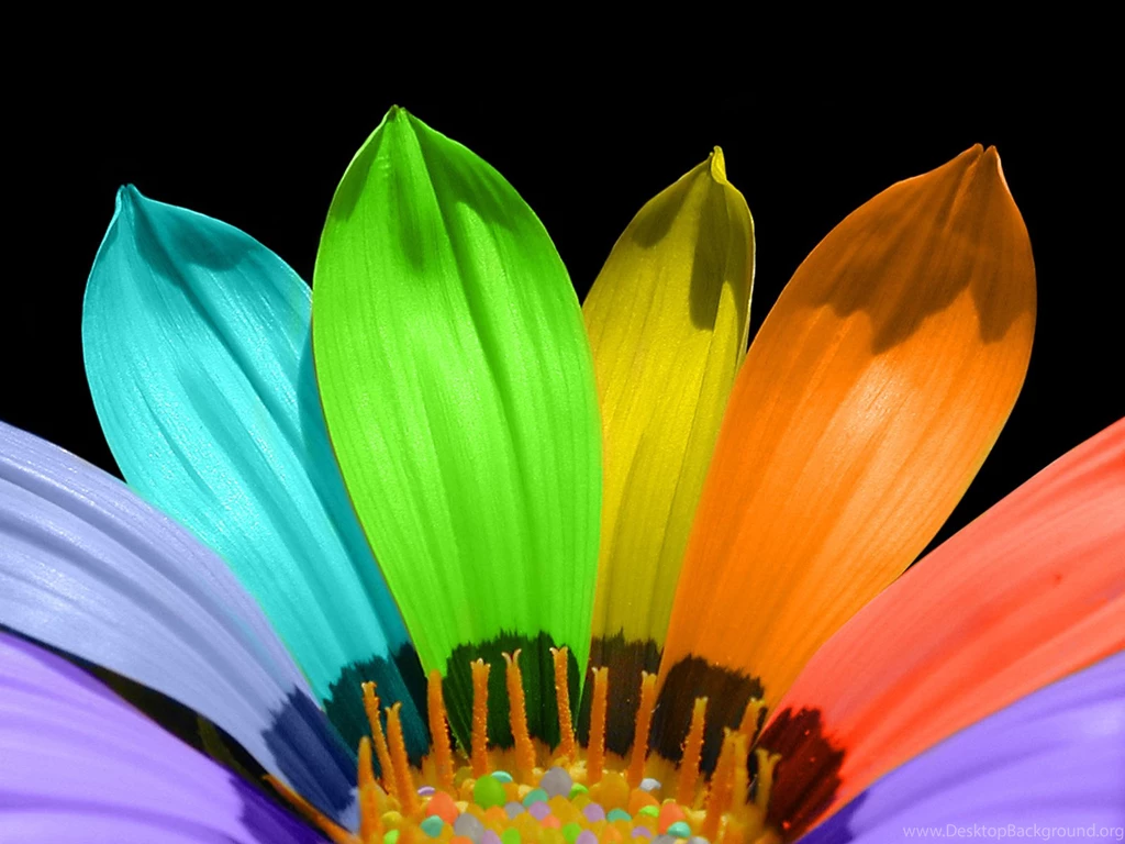 Desktop Wallpapers · Gallery · Nature · Rainbow Flower