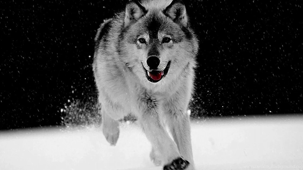 Desktop Pics Of Gray Wolf Download
