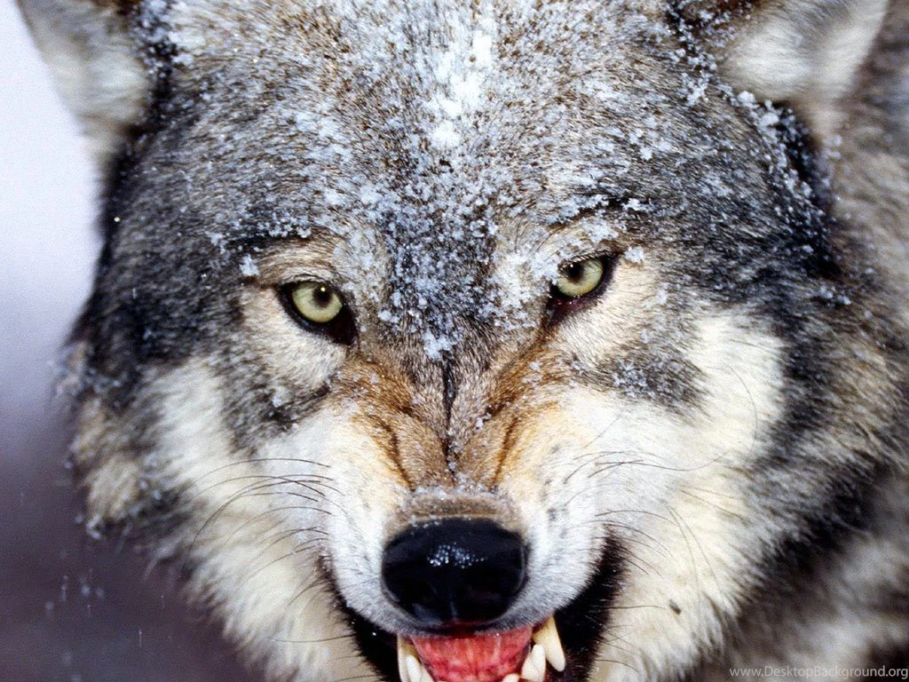 4 Gray Wolf At Dusk Wallpapers :: Gray Wolf Wallpapers