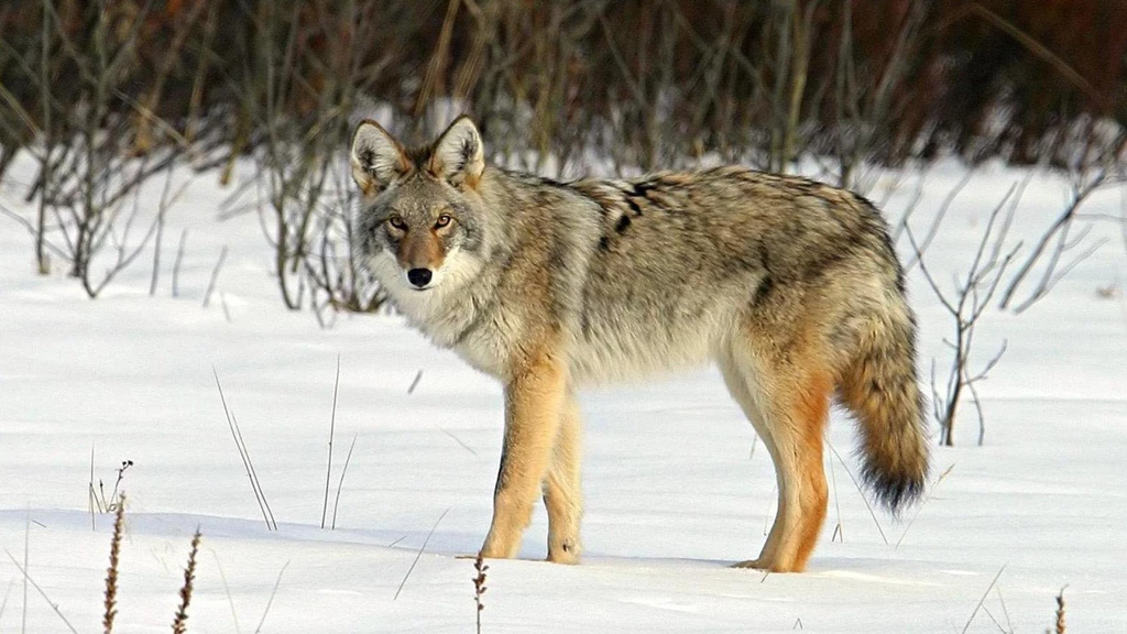 Red Or Gray Wolf Wallpapers (