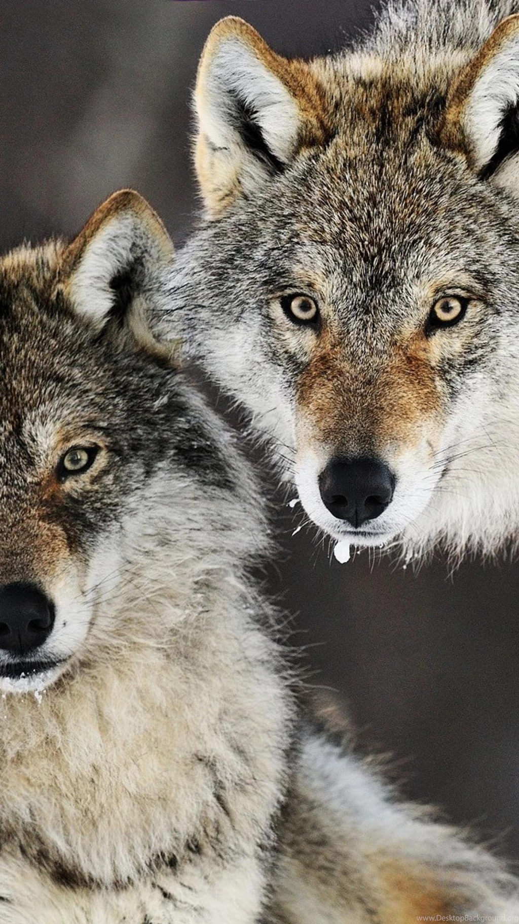 Gray Wolf Iphone 6 Plus Wallpapers