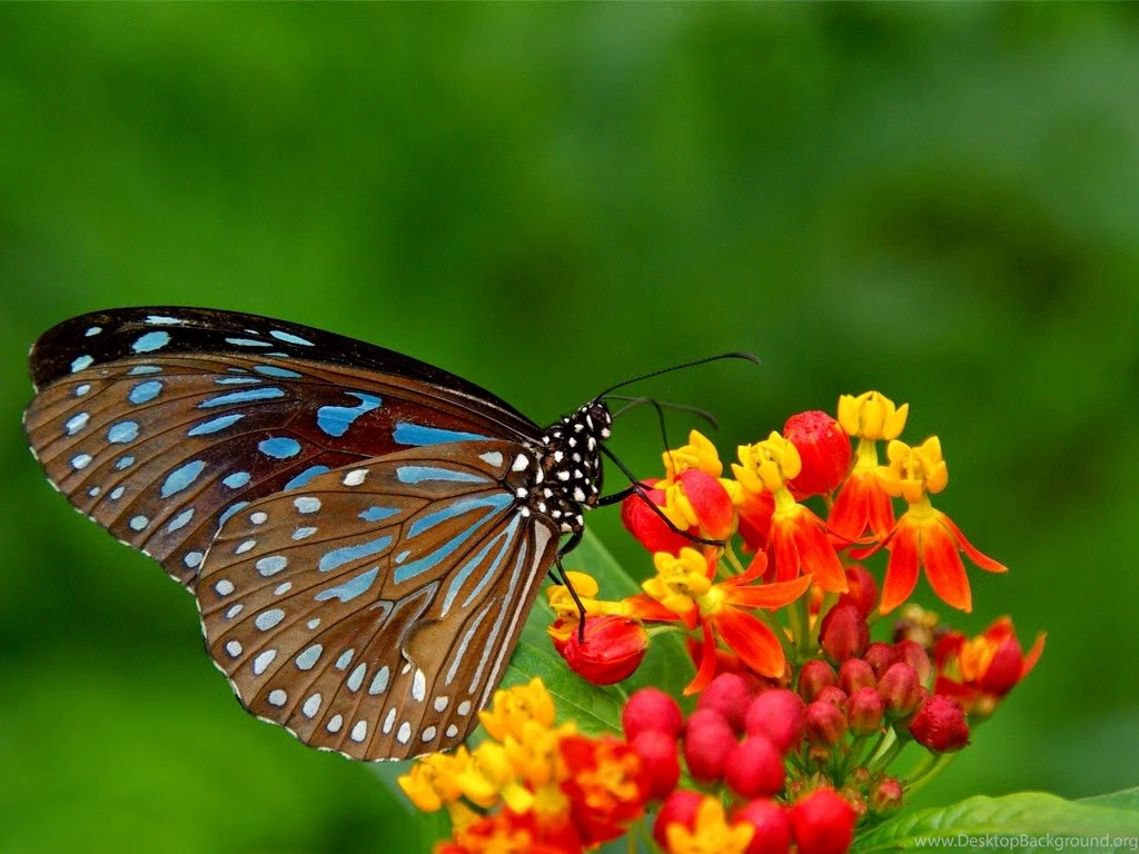 Yellow Flowers And Butterflies Free Wallpapers Desktop