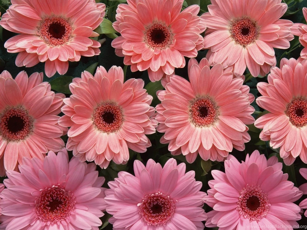 Wallpapers: Pink Flowers Wallpapers