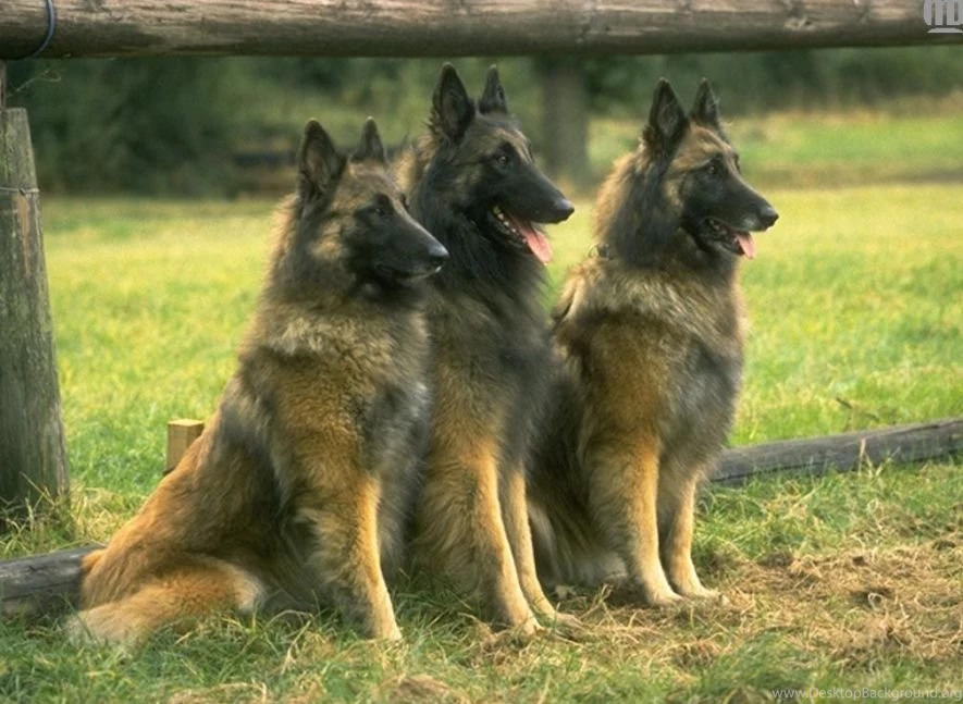 Big Dog Images All Wallpapers New