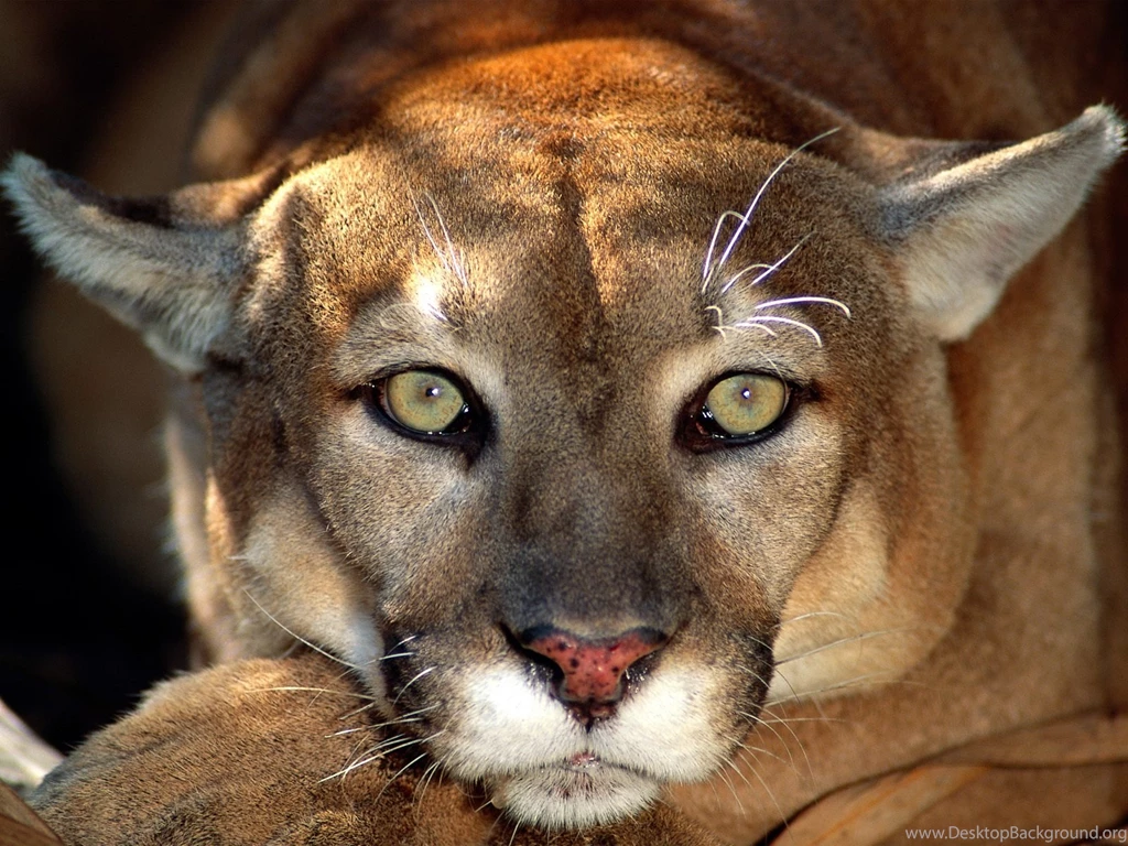 Desktop Wallpapers Animal Life Kitten Cat Big Cat Cats Free ...