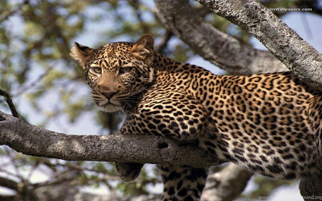 Wildlife Wallpapers — Free Full HD Wallpaper. Widescreen HQ ...