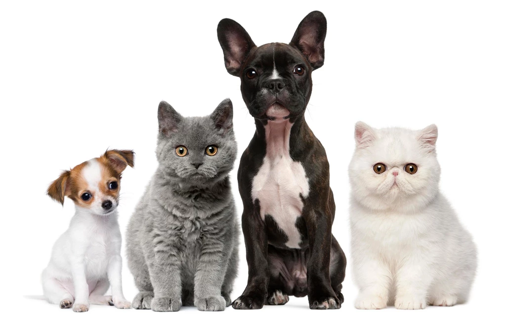 A Selection Of 8 Images Of Cats And Dogs In HD Quality
