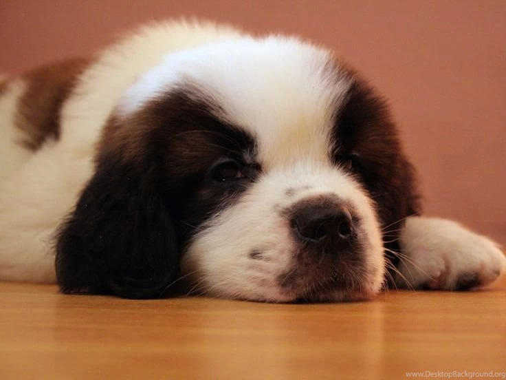 St Bernard Wallpapers
