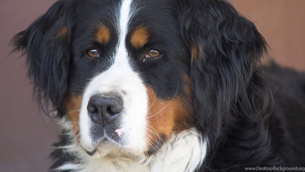 St bernard clearance muzzle