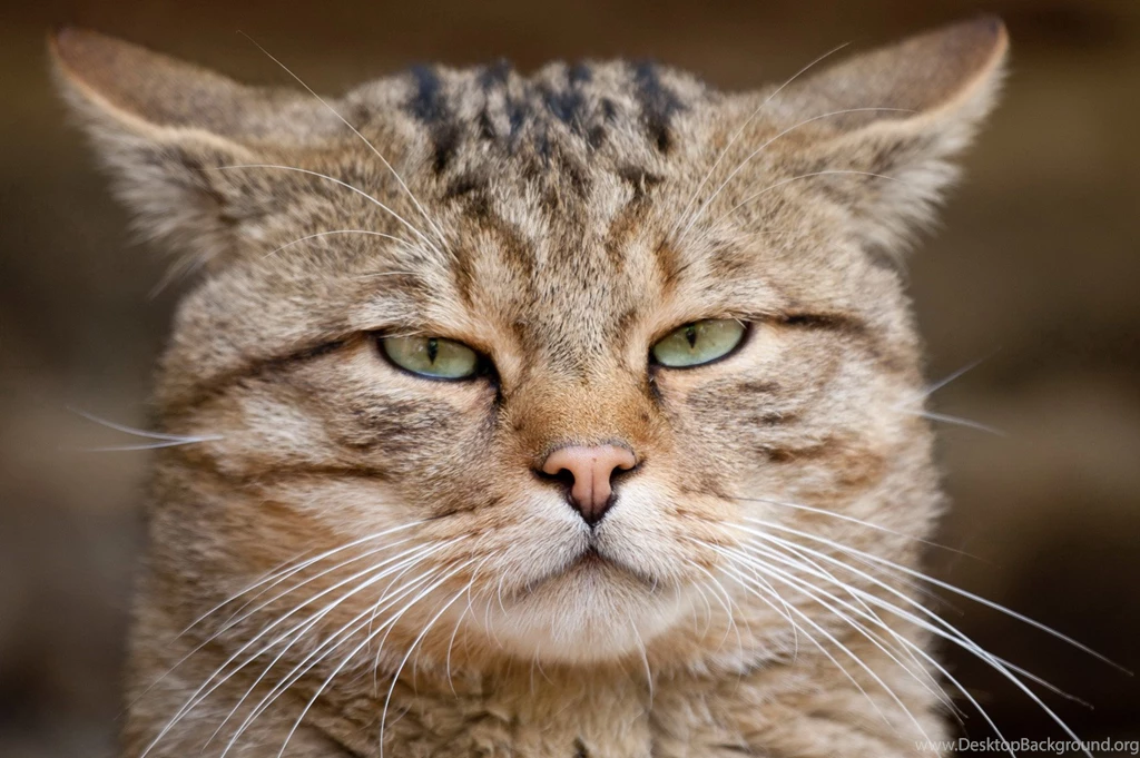Hd Cat Wallpapers, Cute Cat Photos, Hairy, Pets, Animal Desktop ...