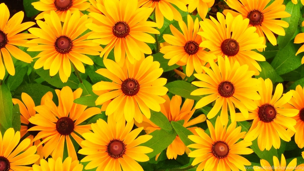 Download Wallpapers 1920x1080 Rudbeckia, Flowers, Bright, Yellow ...