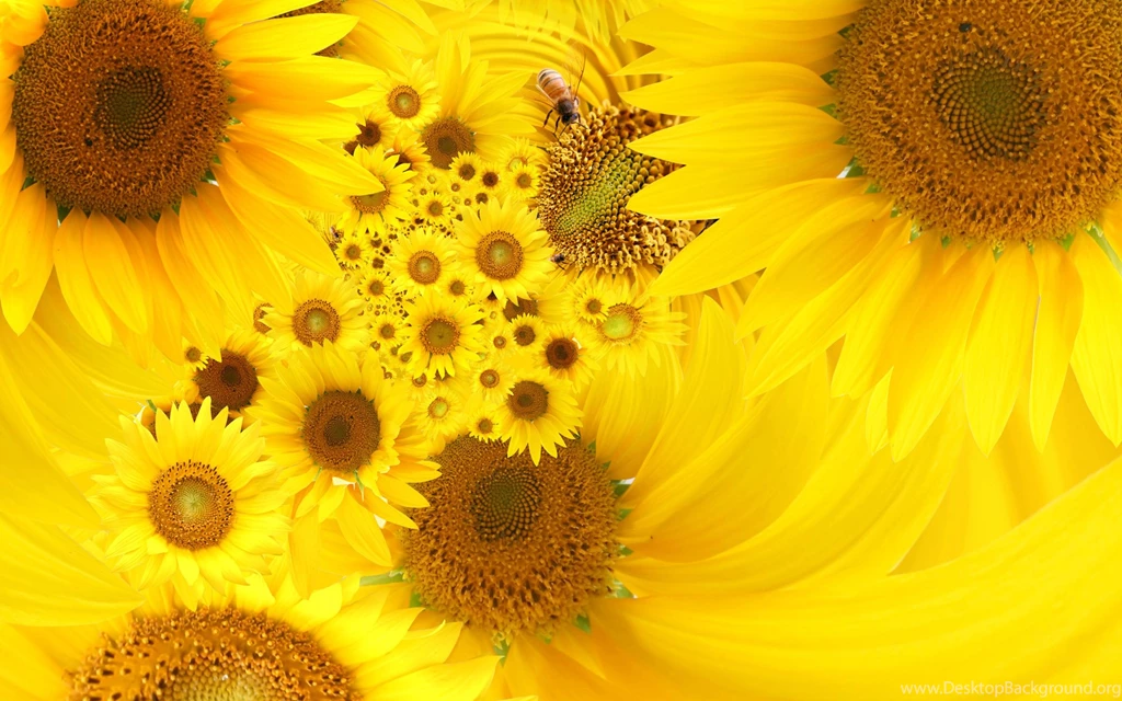 Bright Yellow Wallpapers