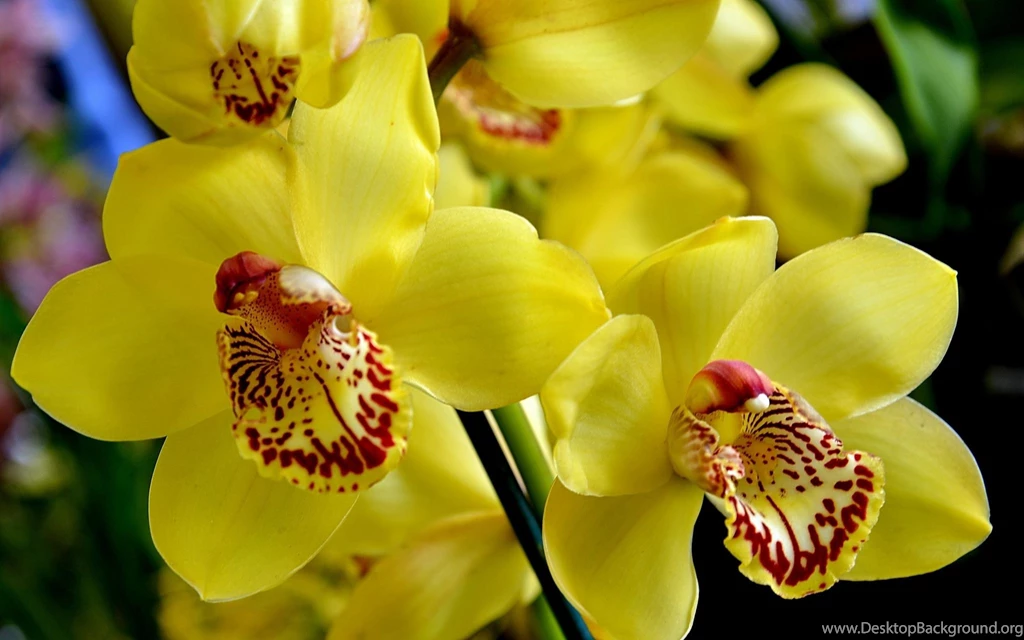 Download Wallpapers 3840x2400 Orchid, Flower, Bright, Yellow Ultra ...