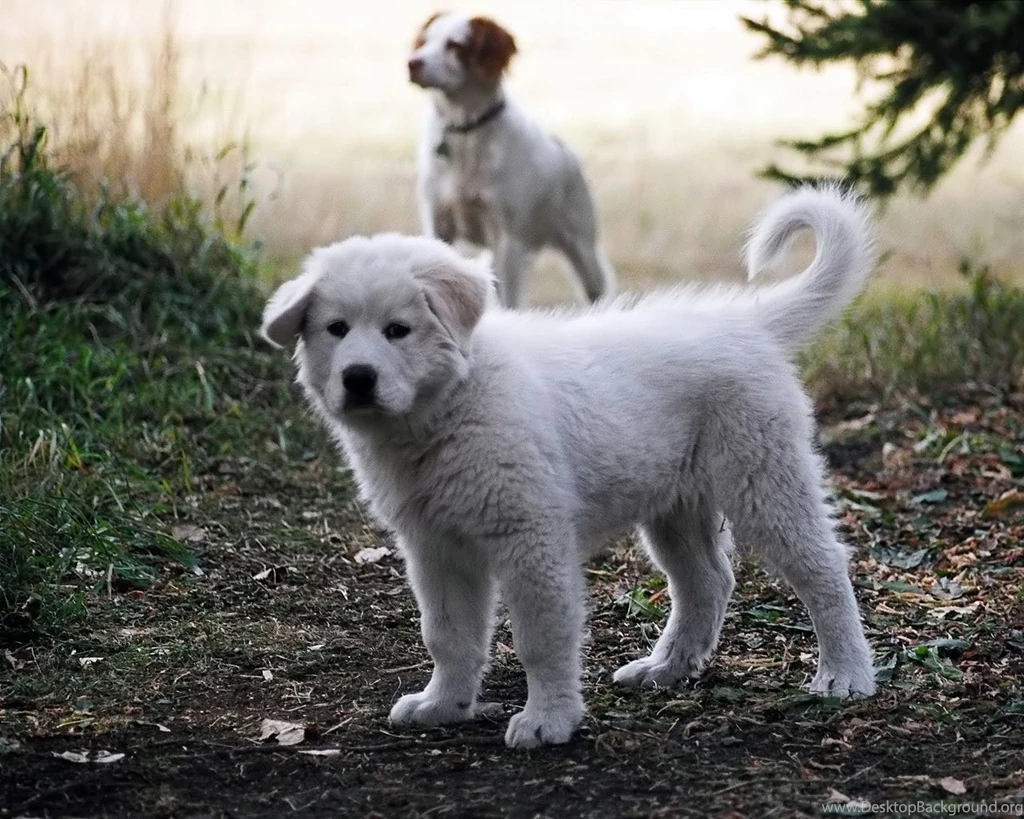 Small_pet_dogs.jpg