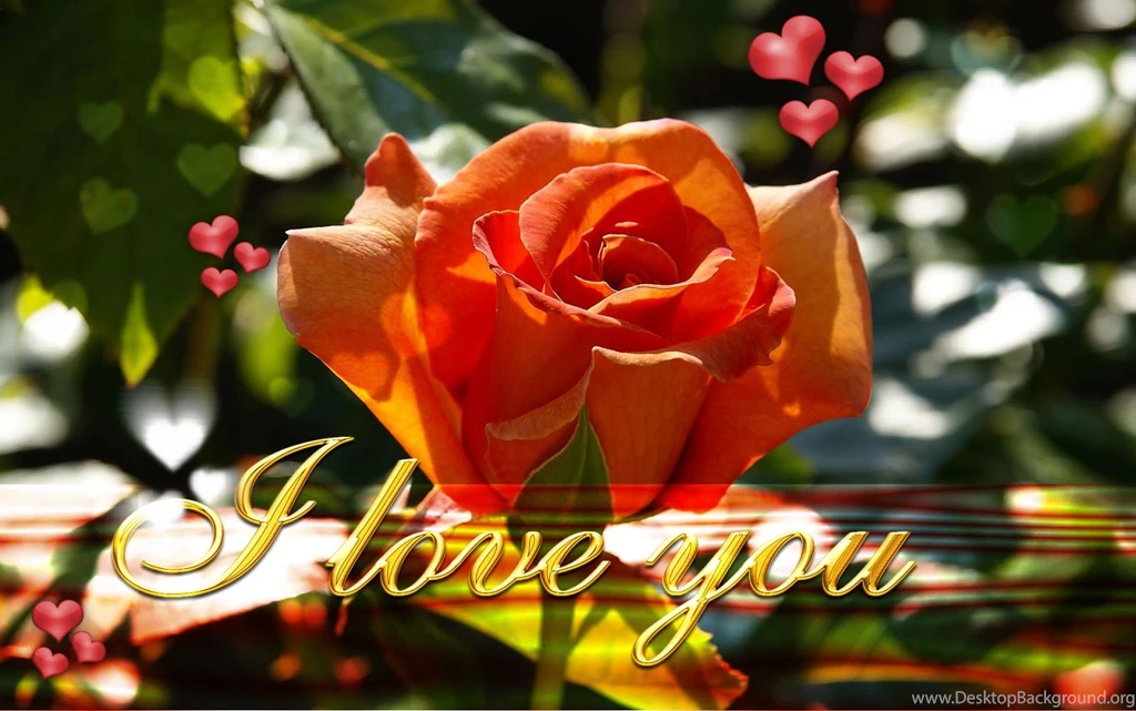 New Latest I Love You Wallpapers On This Valentines Day 2013 ...